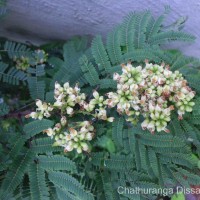 Libidibia coriaria (Jacq.) Schltdl.